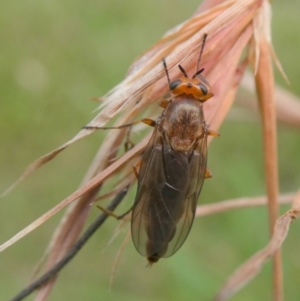 Inopus rubriceps at Mongarlowe River - suppressed