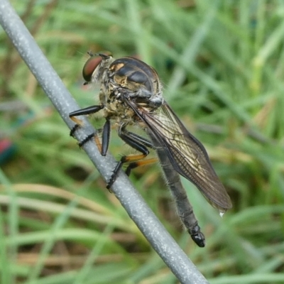 Asilinae sp. (subfamily) at Charleys Forest, NSW - 1 Mar 2024 by arjay