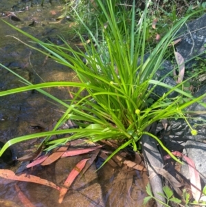 Juncus planifolius at QPRC LGA - 10 Mar 2024