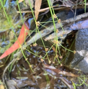 Juncus planifolius at QPRC LGA - 10 Mar 2024