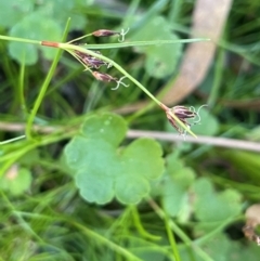 Schoenus apogon (Common Bog Sedge) at Monga National Park - 10 Mar 2024 by JaneR