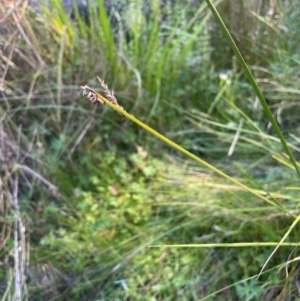 Carex appressa at Monga National Park - 10 Mar 2024 04:16 PM