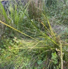 Carex appressa at Monga National Park - 10 Mar 2024 04:16 PM