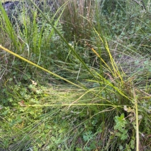 Carex appressa at Monga National Park - 10 Mar 2024 04:16 PM