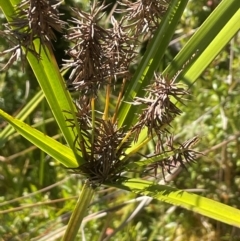 Cyperus lucidus (Leafy Flat Sedge) at Monga, NSW - 10 Mar 2024 by JaneR