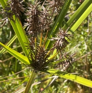 Cyperus lucidus at Monga National Park - 10 Mar 2024 04:34 PM