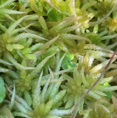 Sphagnum sp. (genus) (Sphagnum moss) at QPRC LGA - 10 Mar 2024 by JaneR