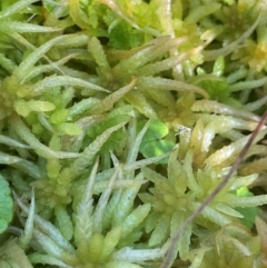 Sphagnum sp. (genus) (Sphagnum moss) at Mongarlowe River - 10 Mar 2024 by JaneR