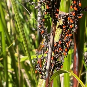 Gahnia sieberiana at QPRC LGA - suppressed