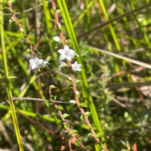 Epacris gunnii at Monga National Park - 10 Mar 2024 04:39 PM