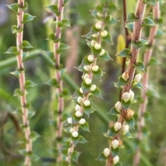 Epacris gunnii at Monga National Park - 10 Mar 2024 04:39 PM