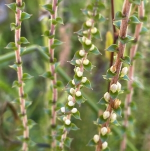 Epacris gunnii at Monga National Park - 10 Mar 2024 04:39 PM