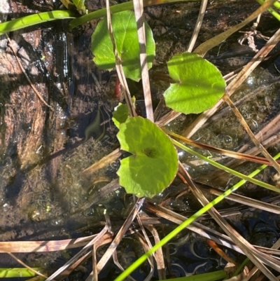 Centella asiatica (Pennywort, Centella, Indian Pennywort) at QPRC LGA - 10 Mar 2024 by JaneR