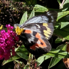 Delias harpalyce (Imperial Jezebel) at QPRC LGA - 12 Mar 2024 by MatthewFrawley