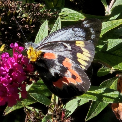 Delias harpalyce (Imperial Jezebel) at QPRC LGA - 11 Mar 2024 by MatthewFrawley