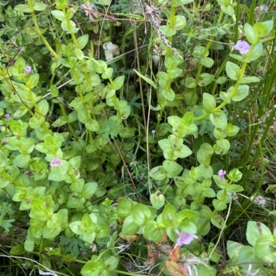 Gratiola peruviana (Australian Brooklime) at Monga National Park - 10 Mar 2024 by JaneR