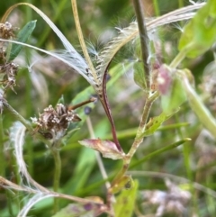 Epilobium billardiereanum subsp. hydrophilum at Mongarlowe River - 10 Mar 2024 by JaneR