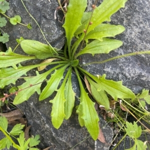 Plantago debilis at Monga National Park - 10 Mar 2024