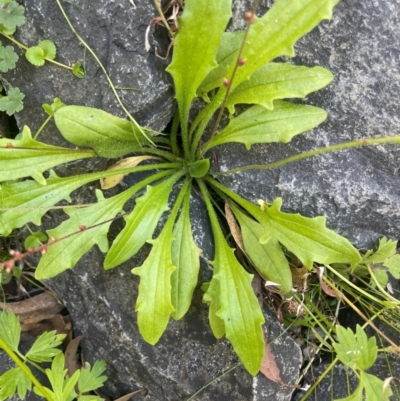 Plantago debilis (Shade Plantain) at Mongarlowe River - 10 Mar 2024 by JaneR