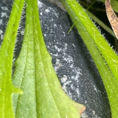 Plantago debilis at Monga National Park - 10 Mar 2024