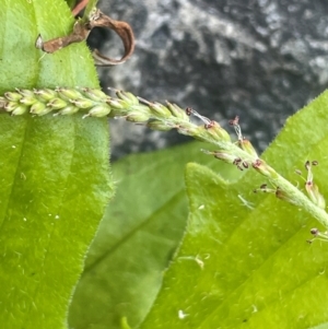 Plantago debilis at Monga National Park - 10 Mar 2024