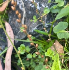 Plantago debilis at Monga National Park - 10 Mar 2024