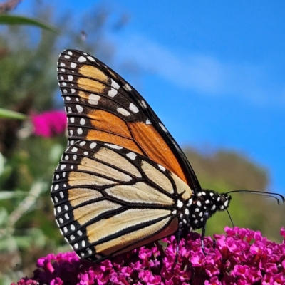 Danaus plexippus (Monarch) at QPRC LGA - 12 Mar 2024 by MatthewFrawley