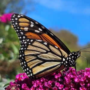 Danaus plexippus at QPRC LGA - 12 Mar 2024