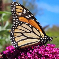 Danaus plexippus at QPRC LGA - 12 Mar 2024 11:48 AM