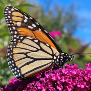 Danaus plexippus at QPRC LGA - 12 Mar 2024