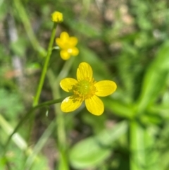 Ranunculus plebeius (Forest Buttercup) at Monga National Park - 10 Mar 2024 by JaneR