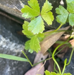 Hydrocotyle tripartita at Monga National Park - 10 Mar 2024 03:10 PM