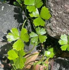 Hydrocotyle tripartita at Monga National Park - 10 Mar 2024 03:10 PM