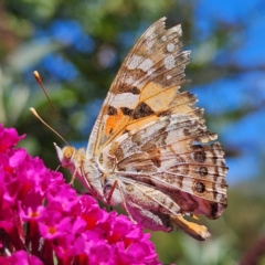 Vanessa kershawi (Australian Painted Lady) at QPRC LGA - 12 Mar 2024 by MatthewFrawley