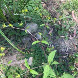 Sigesbeckia orientalis at QPRC LGA - 10 Mar 2024