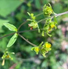 Sigesbeckia orientalis at QPRC LGA - 10 Mar 2024