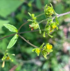 Sigesbeckia orientalis at QPRC LGA - 10 Mar 2024