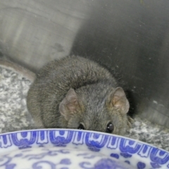 Antechinus agilis at QPRC LGA - 11 Mar 2024