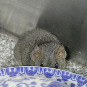 Antechinus agilis at QPRC LGA - 11 Mar 2024