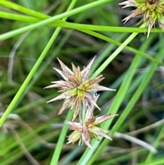 Juncus prismatocarpus at QPRC LGA - 10 Mar 2024 04:02 PM