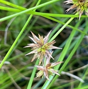 Juncus prismatocarpus at QPRC LGA - 10 Mar 2024 04:02 PM