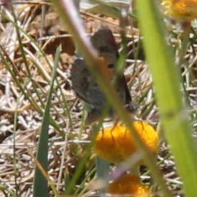 Lucia limbaria (Chequered Copper) at Budjan Galindji (Franklin Grassland) Reserve - 11 Feb 2024 by JenniM