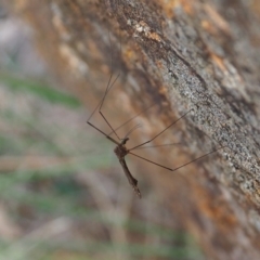 Tipulidae or Limoniidae (family) (Unidentified Crane Fly) at Watson, ACT - 10 Mar 2024 by JodieR
