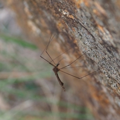 Tipulidae or Limoniidae (family) (Unidentified Crane Fly) at Mount Majura - 10 Mar 2024 by JodieR