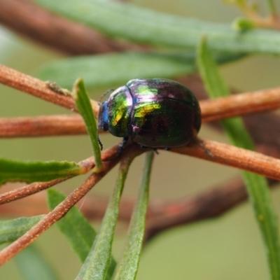 Callidemum hypochalceum (Hop-bush leaf beetle) at Mount Majura - 11 Mar 2024 by JodieR