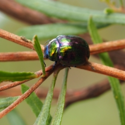 Callidemum hypochalceum (Hop-bush leaf beetle) at Mount Majura - 10 Mar 2024 by JodieR