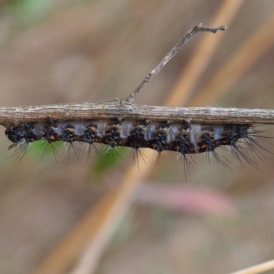 Erebidae (family) (Unidentified immature Erebid moth) at Mount Majura - 10 Mar 2024 by JodieR