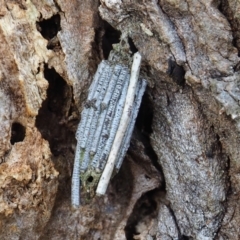 Clania lewinii (Lewin's case moth) at Watson, ACT - 10 Mar 2024 by JodieR