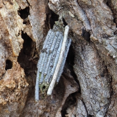 Clania lewinii (Lewin's case moth) at Mount Majura - 10 Mar 2024 by JodieR