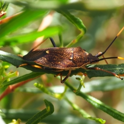 Poecilometis strigatus (Gum Tree Shield Bug) at Mount Majura - 11 Mar 2024 by JodieR
